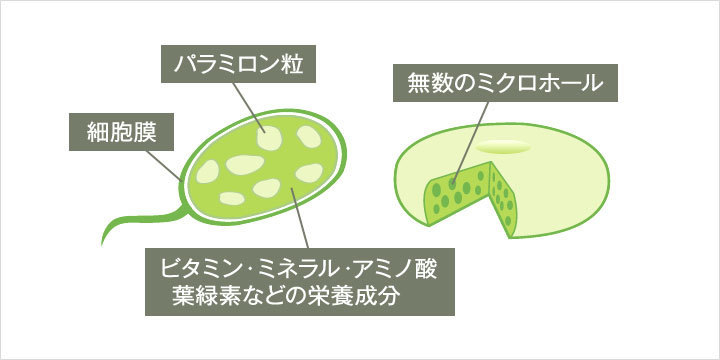 ｎａｓａも東大も注目する話題のミドリムシのはたらきと効果は ｓｅｎａのブログ